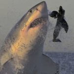 Tiburones blancos atacando a cámara lenta