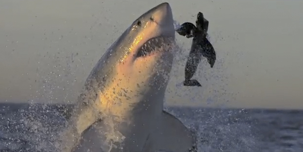 Tiburones blancos atacando a cámara lenta