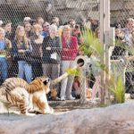 Un zoológico permite a los visitantes medir sus fuerzas con los tigres