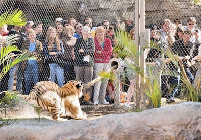 Un zoológico permite a los visitantes medir sus fuerzas con los tigres
