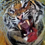 Impresionantes fotos de un tigre atrapando un trozo de carne cruda debajo del agua