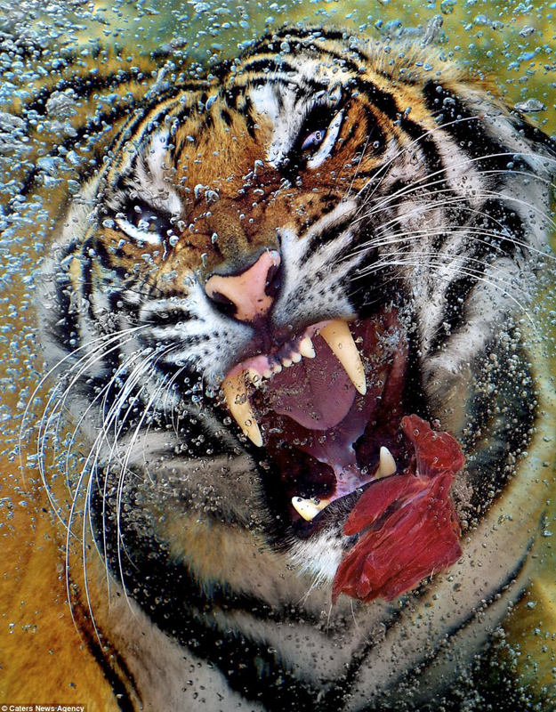 Impresionantes fotos de un tigre atrapando un trozo de carne cruda debajo del agua