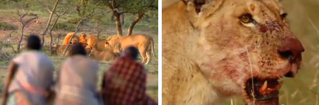 Así es como se roba el almuerzo de 15 leones