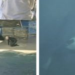 Sale a la luz el vídeo del ataque de la orca Kasatka a su entrenador