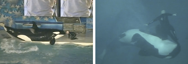 Sale a la luz el vídeo del ataque de la orca Kasatka a su entrenador