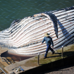 Encuentran una ballena de 30 toneladas muerta en una playa de Australia
