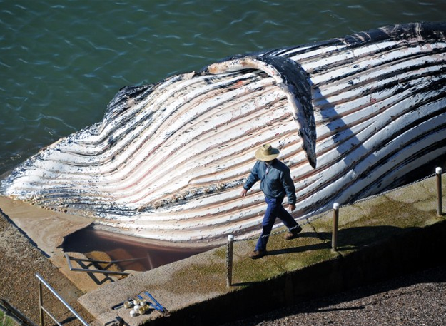 Encuentran una ballena de 30 toneladas muerta en una playa de Australia