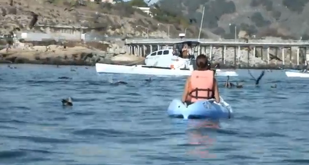 Una ballena jorobada le da un susto a dos mujeres que iban en kayak