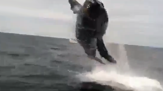 Graban a una ballena jorobada saltando fuera del agua