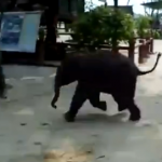 Un bebé elefante muy miedoso