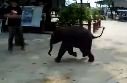 Un bebé elefante muy miedoso