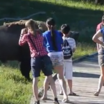 Un grupo de adolescentes se acerca demasiado a un bisonte