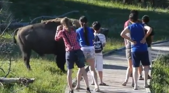 Un grupo de adolescentes se acerca demasiado a un bisonte