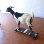 Una cabra que tiene un récord Guinness en skate