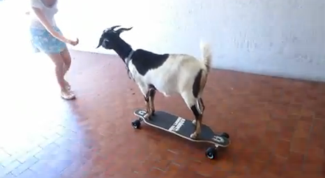 Una cabra que tiene un récord Guinness en skate