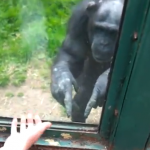 Chimpancé dando instrucciones para que lo ayuden a escapar de su recinto