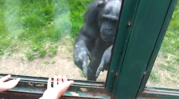 Chimpancé dando instrucciones para que lo ayuden a escapar de su recinto