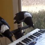 Cuervos que saben tocar el piano