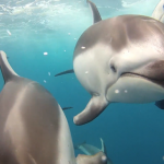 Un chico graba unas impresionantes imágenes de un grupo de delfines bajo el agua con su cámara GoPro