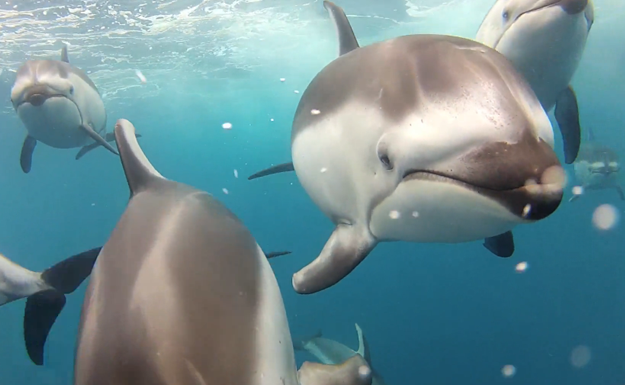 Un chico graba unas impresionantes imágenes de un grupo de delfines bajo el agua con su cámara GoPro