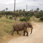 Familia de elefantes cruzando una carretera en un parque de Tanzania