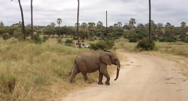 Familia de elefantes cruzando una carretera en un parque de Tanzania