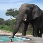 ¿Qué sucede si pones una piscina en la sabana africana?