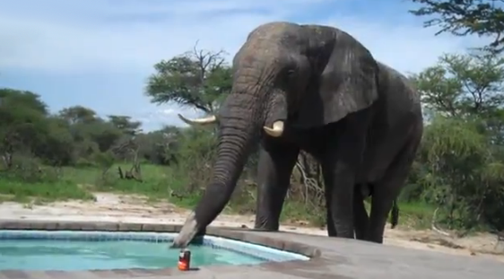 ¿Qué sucede si pones una piscina en la sabana africana?