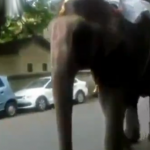 Un elefante tira de un trompazo a un hombre que pasa en bici a su lado