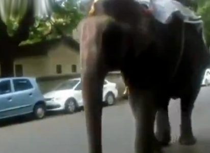 Un elefante tira de un trompazo a un hombre que pasa en bici a su lado