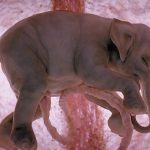 Fotos de elefantes, pingüinos y delfines dentro del útero materno