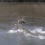 Una gacela escapa de un grupo de cocodrilos saltando sobre ellos
