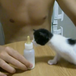 Este gatito se enloquece con la botella de leche