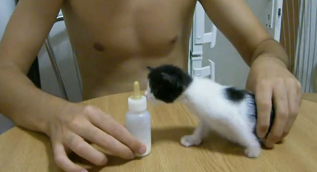 Este gatito se enloquece con la botella de leche