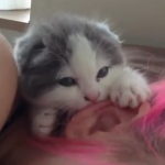 Un gatito mordisquea la oreja de ''su presa'' cuando está dormida