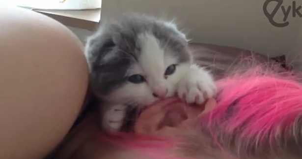 Un gatito mordisquea la oreja de ''su presa'' cuando está dormida