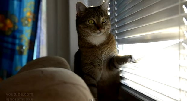 Esto es lo que hace un gato cuando está aburrido