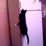 Un gato consigue abrir la puerta del congelador con gran facilidad