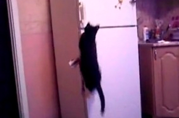 Un gato consigue abrir la puerta del congelador con gran facilidad