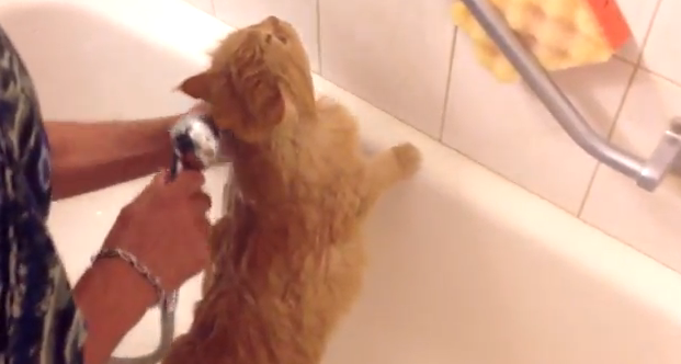 A los gatos rusos les encanta bañarse