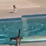 Un gato escapa de un perro surfeando por la piscina