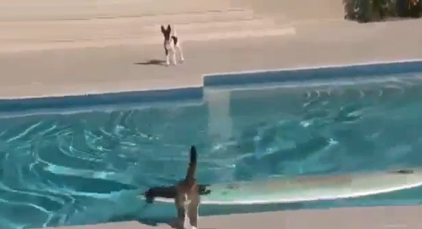 Un gato escapa de un perro surfeando por la piscina
