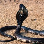 Un hombre mata a una serpiente a mordiscos en Nepal