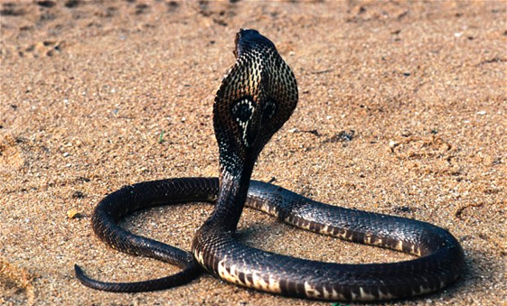 Un hombre mata a una serpiente a mordiscos en Nepal