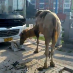 Un hombre de 87 años vive con un camello en la calle