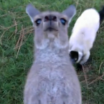 Un lemur y un canguro pasándoselo en grande