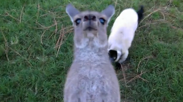 Un lemur y un canguro pasándoselo en grande