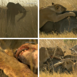 Un grupo de leones se comen a un elefante vivo