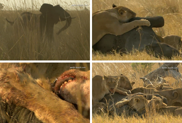 Un grupo de leones se comen a un elefante vivo