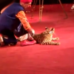 Un leopardo ataca a una niña del público en una actuación de circo